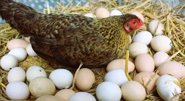 বেশি ডিম দেওয়া মুরগি চিনবেন যেভাবে